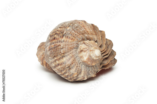 seashell isolated on the white background