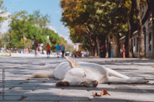 Foto Dog on the street in Istanbul