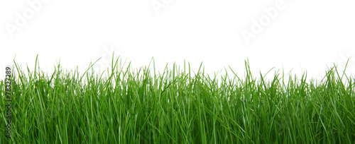 Green grass on white background #78327289