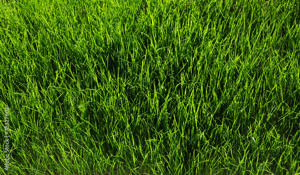 Obraz premium grass background