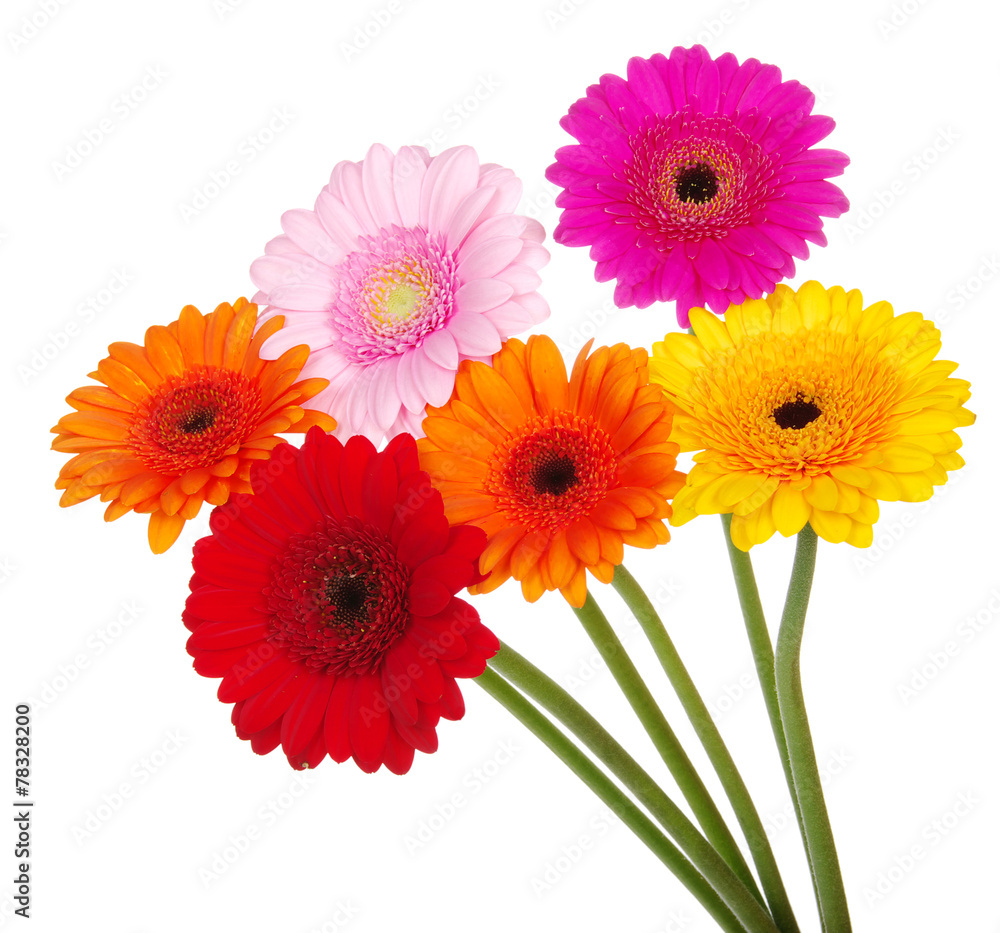 gerbera gerbera