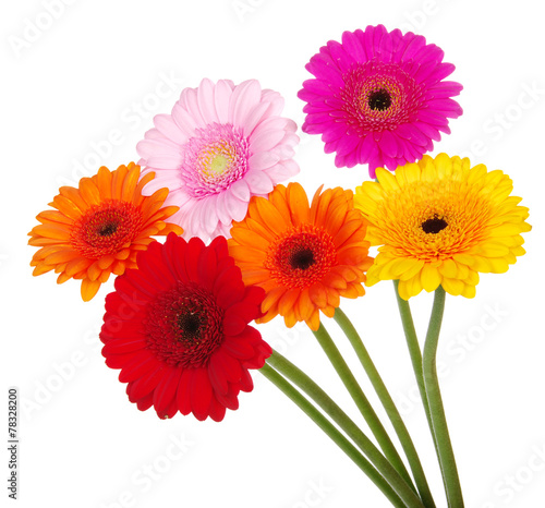 gerbera