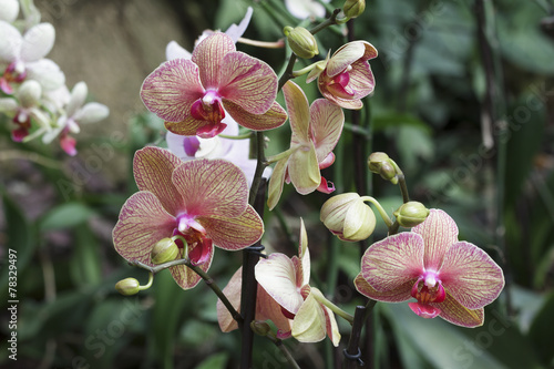 Fototapeta Naklejka Na Ścianę i Meble -  Colored Orchid