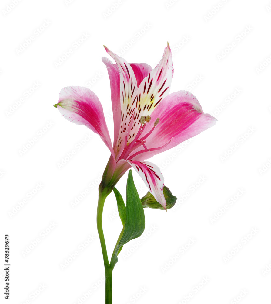 flower flower
