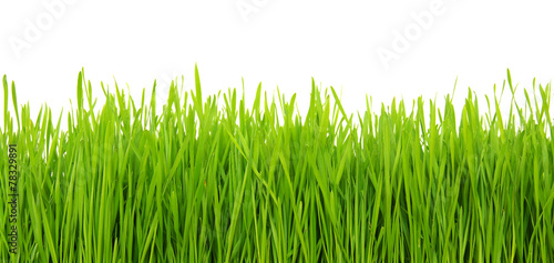 Green grass on white background #78329891