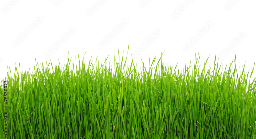 Green grass on white background Green grass on white background