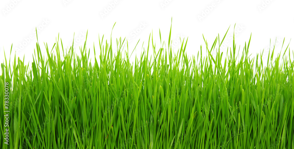 Green grass on white background Green grass on white background