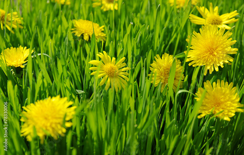 yellow dandelion