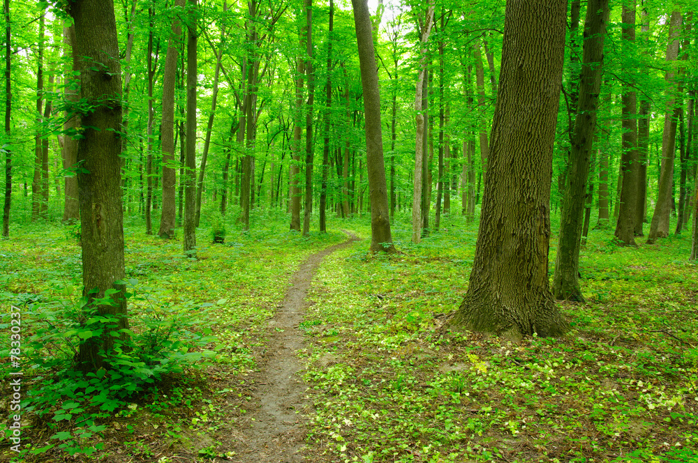 green forest green forest