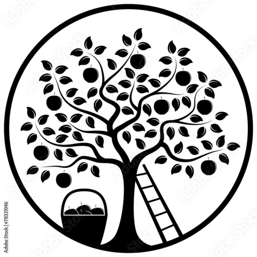 apple harvest