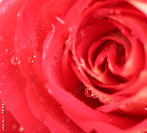 Water drops on rose petals  close-up