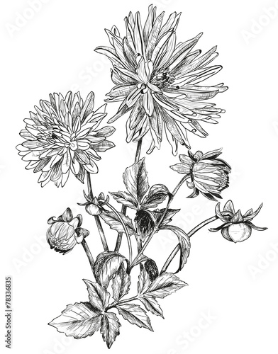 Sketch of Beautiful flowers of Garden asters