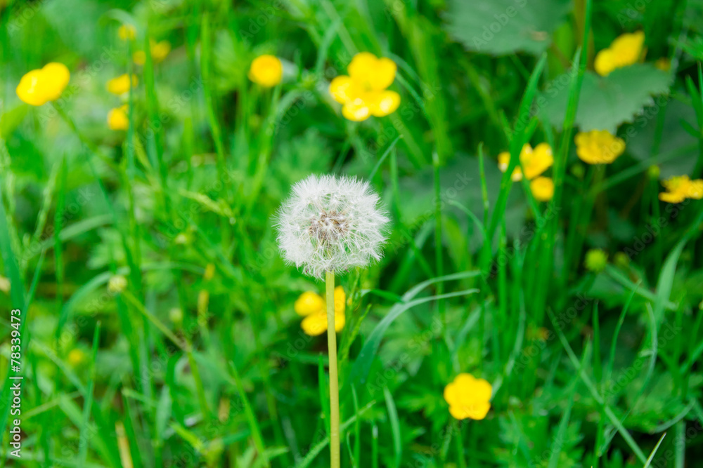 Obraz premium Pusteblume