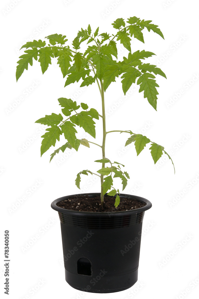 Tomato plant in pot over white background Tomato plant in pot over white background