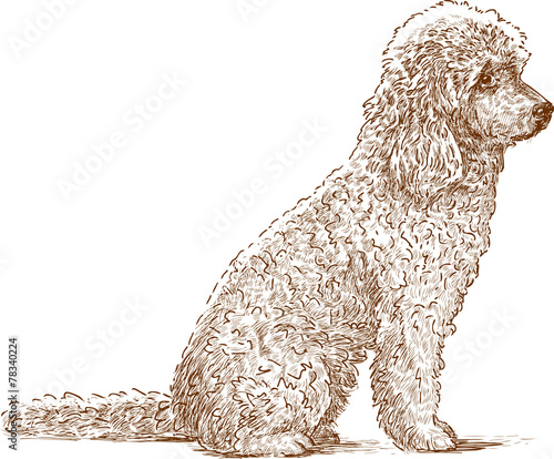 curly dog