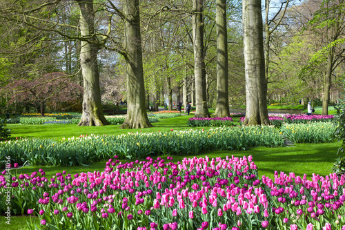 Photography Tulips Garden Keukenhof