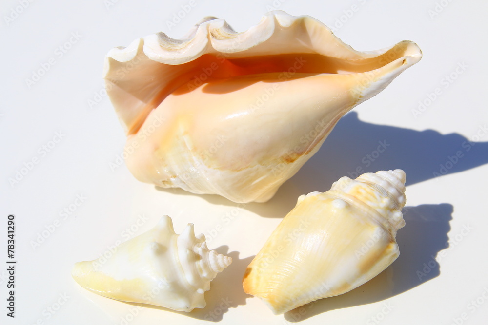 different size sea shells