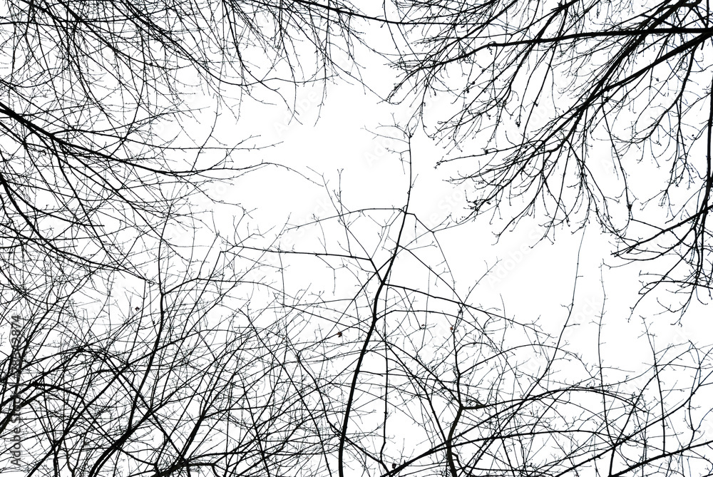 Fototapeta premium Abstract leafless tree branches in winter