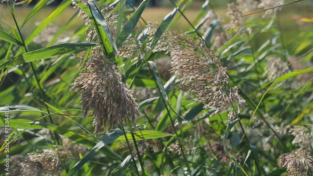 Grass swaying in the wind near a lake Grass swaying in the wind near a lake