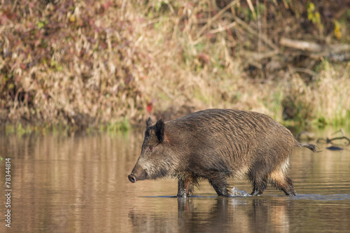 Wild boar (Sus scrofa)