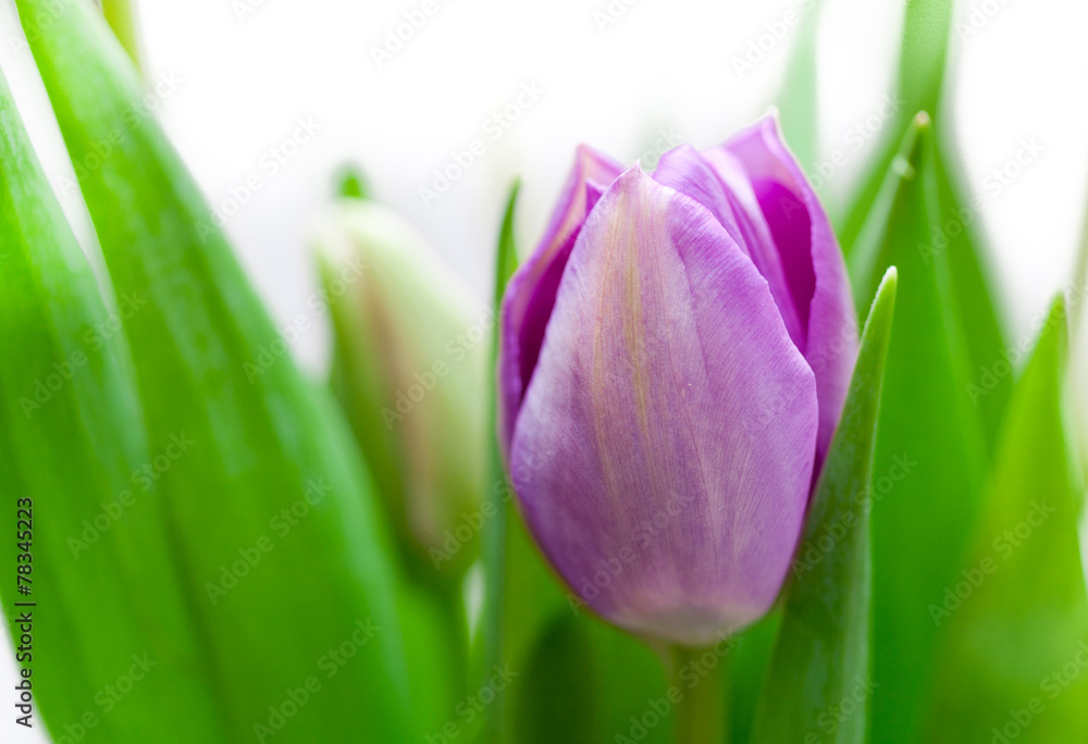 Naklejka premium Tulips violet flowers on white background