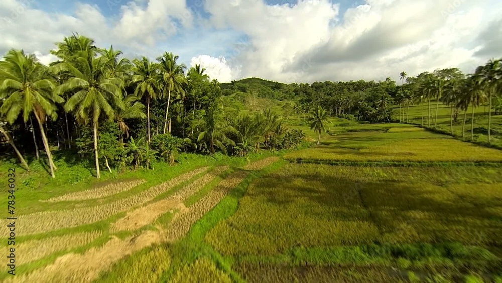 Aerial view on rice fields with palms. Aerial view on rice fields with palms.