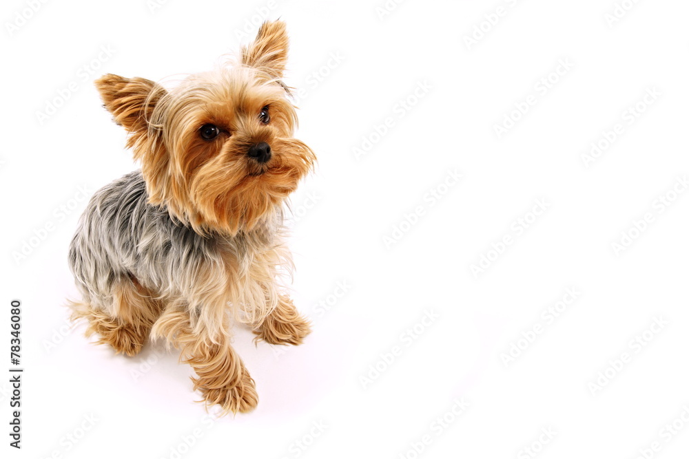 Cute puppy of a Yorkshire Terrier, right you can write some text Cute puppy of a Yorkshire Terrier, right you can write some text
