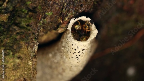 Amazonian sweat bees at entrance of nest photo