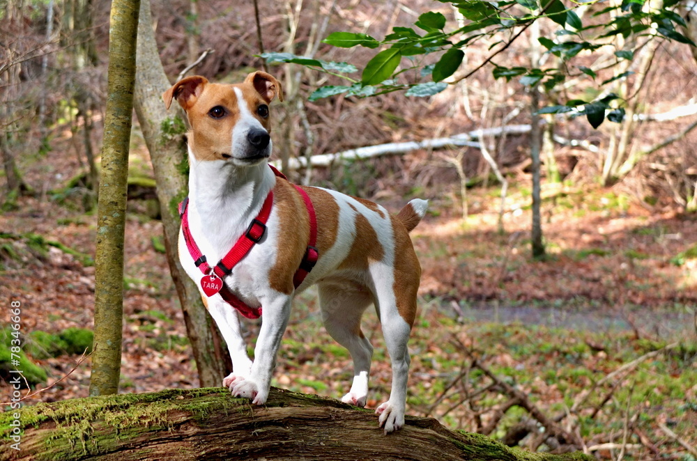 Dog Jack Russell Terier