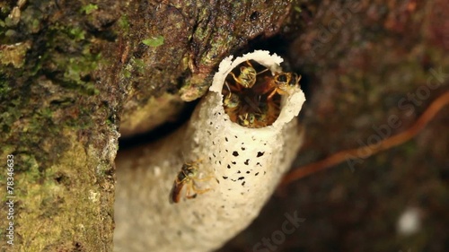 Amazonian sweat bees at entrance of nest photo