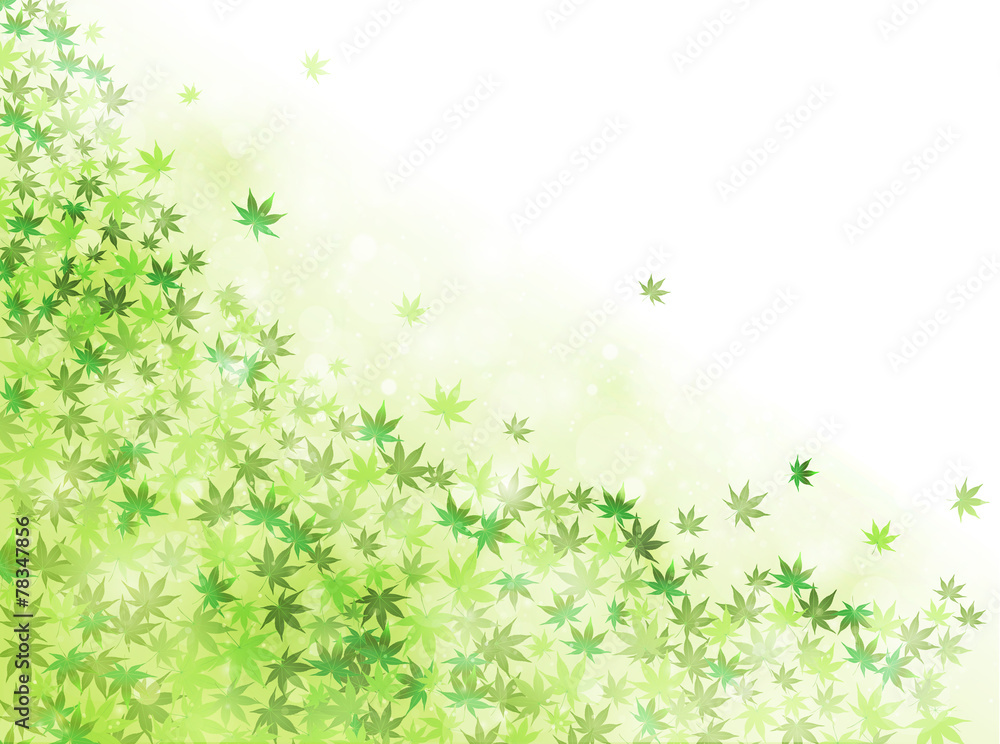 葉 もみじ 新緑 葉 もみじ 新緑