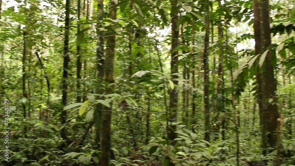 Interior of tropical rainforest, Ecuador Interior of tropical rainforest, Ecuador