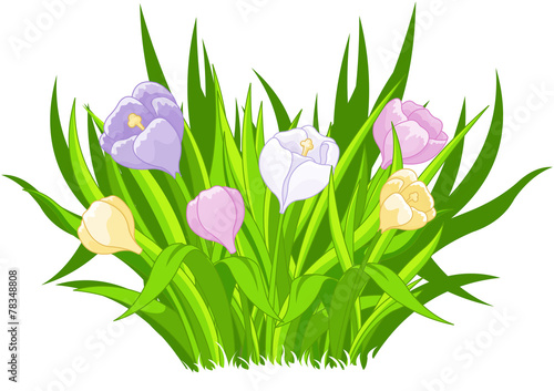 Fototapeta Naklejka Na Ścianę i Meble -  Crocus bouquet