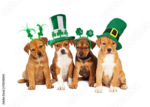 Fototapeta Naklejka Na Ścianę i Meble -  Large St Patricks Day Dog