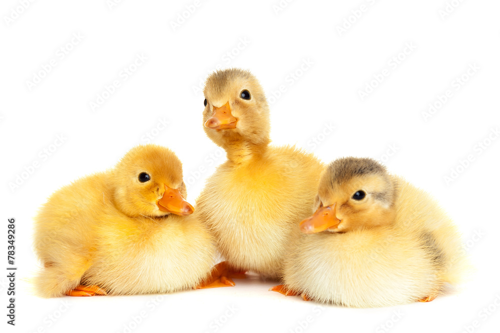 Fluffy baby ducklings