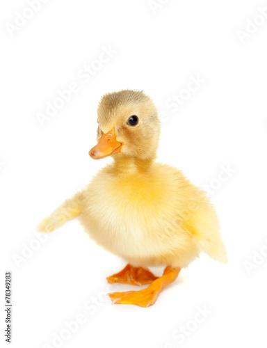 Cute baby duck