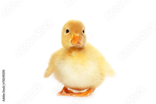 Valokuva Fluffy yellow baby duckling