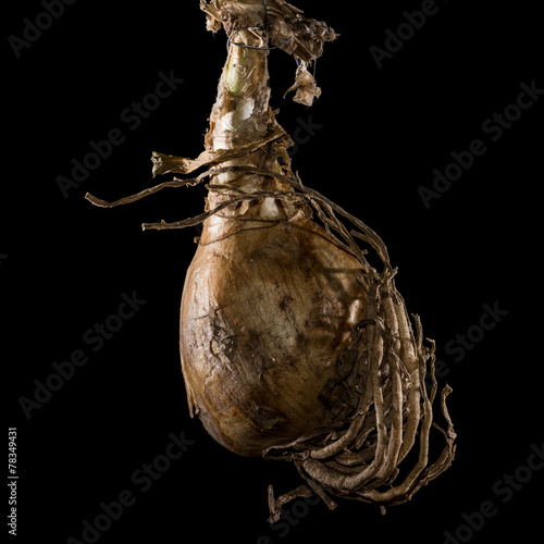 Nerine Bulb