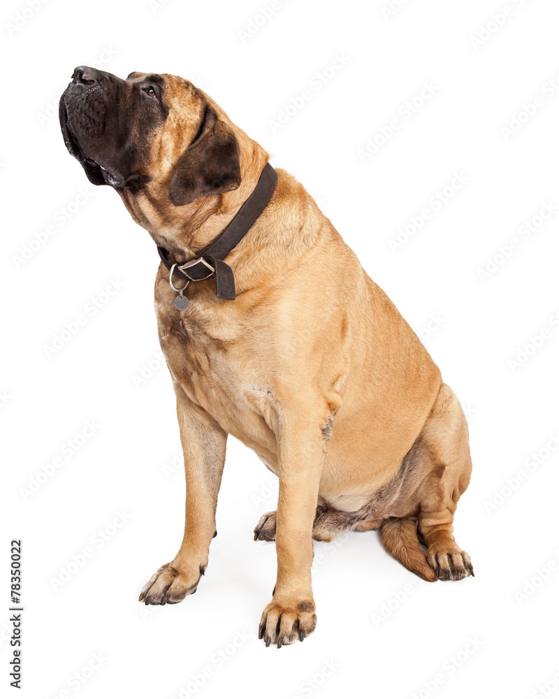 Mastiff Dog Looking To Side Mastiff Dog Looking To Side