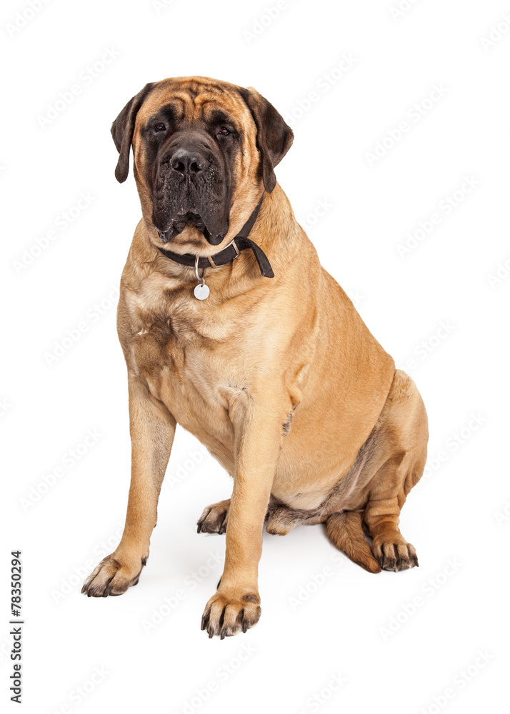 Giant Mastiff Dog Sitting