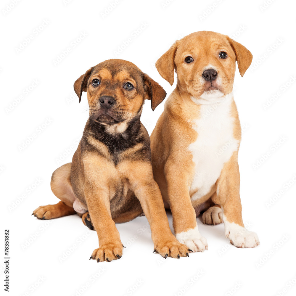 Two Cute Crossbreed Puppies Two Cute Crossbreed Puppies