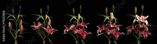 Lily Flower Series