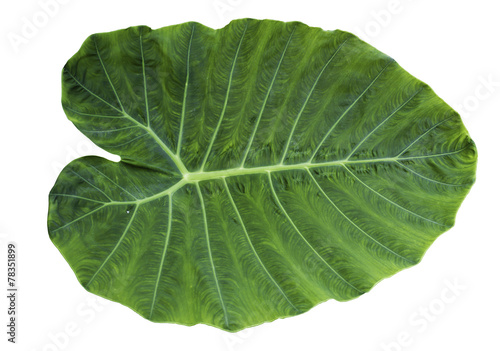 Green leaf of Colocasia
