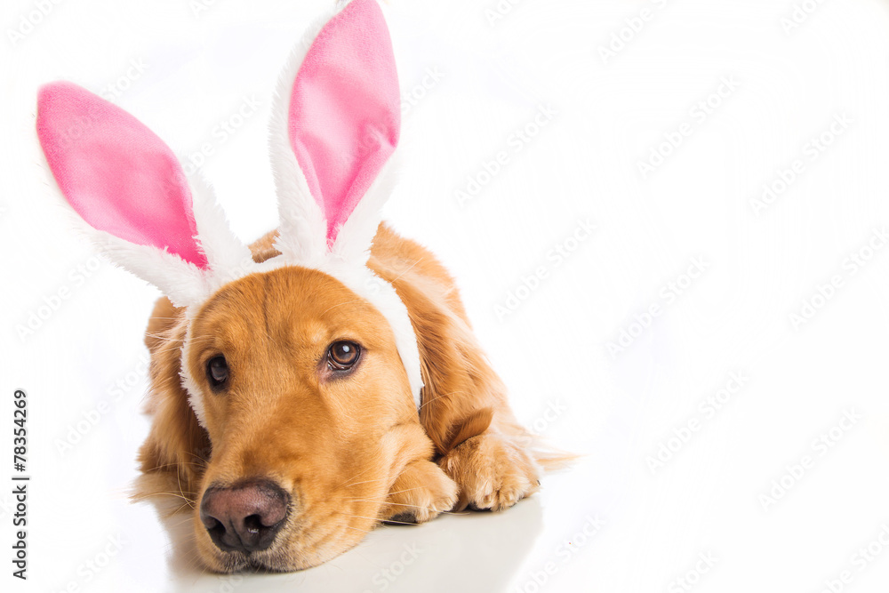 Obraz premium Easter Dog