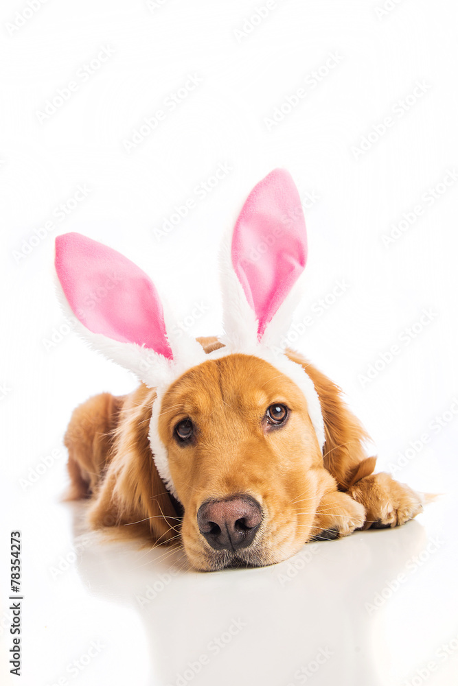 easter bunny dog