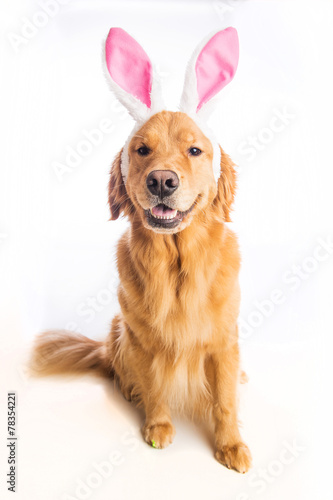 Fototapeta Naklejka Na Ścianę i Meble -  Easter Dog