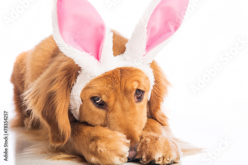 Easter Dog © Mat Hayward