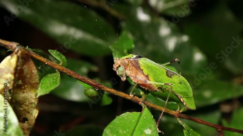 Leaf mimic katydid (Pycnopalpa bicordata), Ecuador