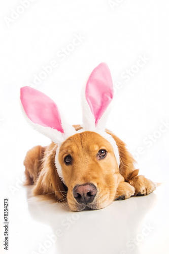 Obraz na płótnie easter bunny dog w salonie