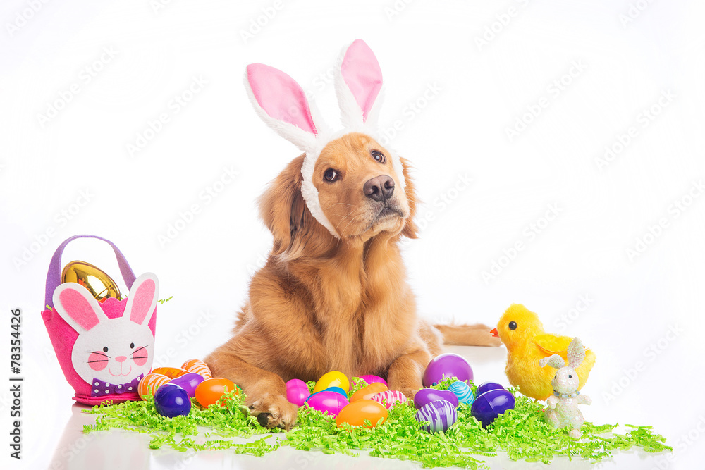 Obraz premium easter bunny dog